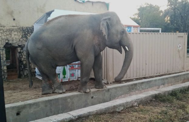 Loneliest' elephant Kaavan
