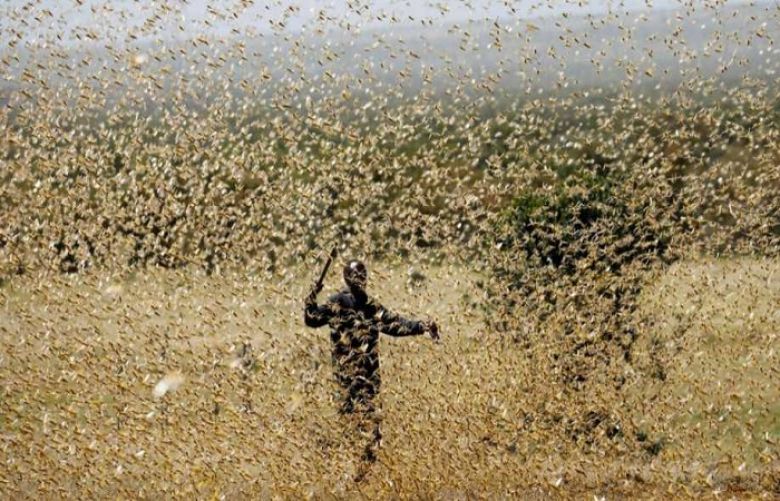 Balochistan most affected province by the locusts attack: NDMA - SUCH TV