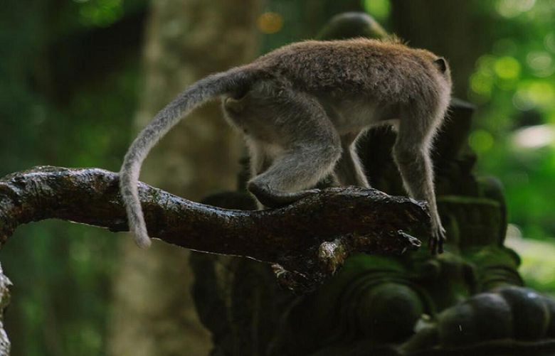 Our ancient animal ancestors had tails. Why don&#039;t we?