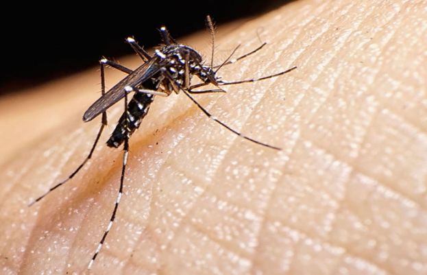 15 tips to prevent mosquito bites