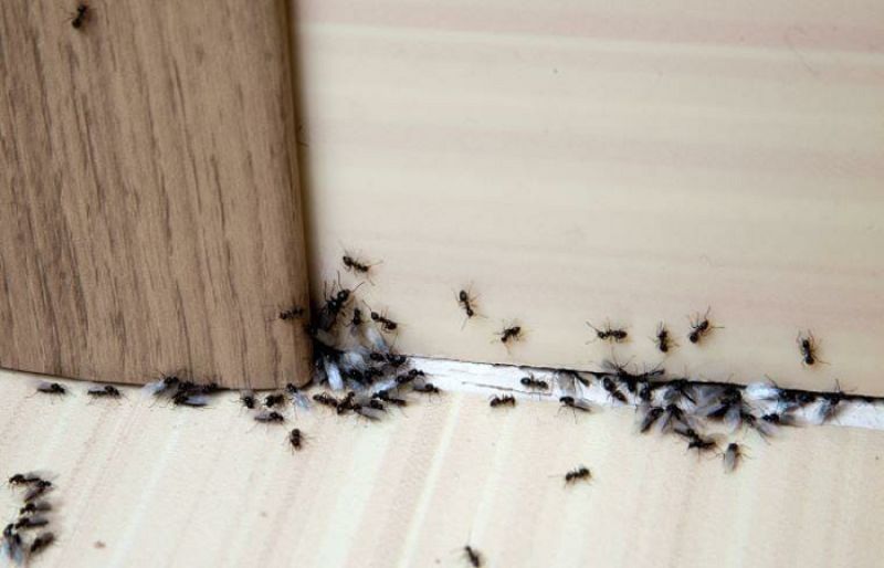How to get rid of Ants – SUCH TV