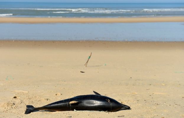 Nicolas Tucat, AFP | A dead dolphin lies on a beach of the Atlantic Ocean near Lacanau, southwestern France, on March 22, 2019.