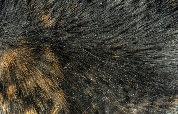 Home remedies for cats with dandruff