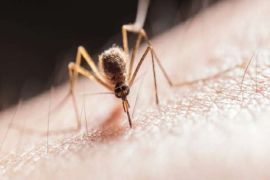 How to keep mosquitoes away and stay itch-free this summer