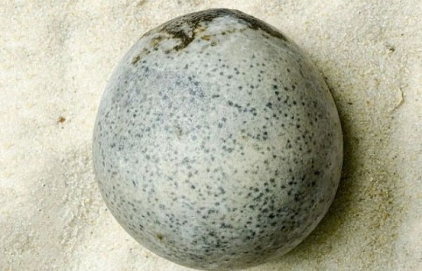 ماہرین آثار قدیمہ نے برطانیہ میں 1700 سال پرانا مکمل طور پر سالِم انڈا دریافت کیا ہے