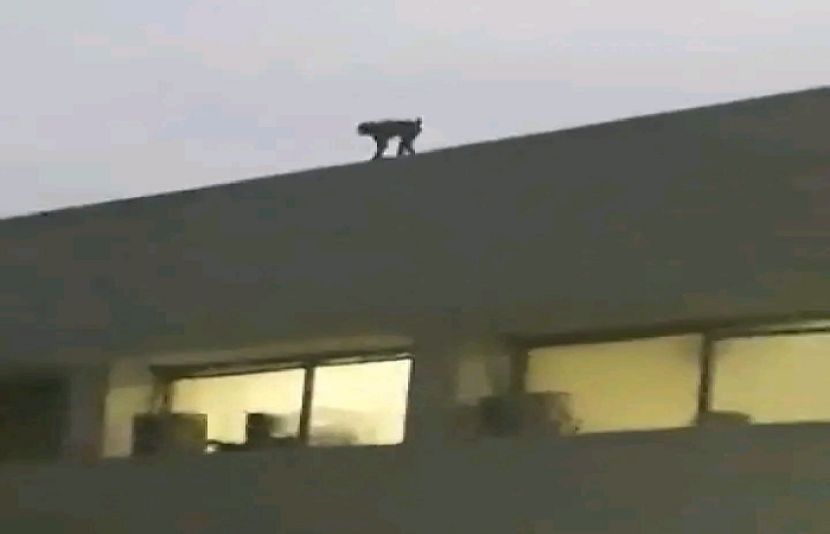  پارلیمنٹ ہاؤس کی چھت پر بندر چڑھ گیا